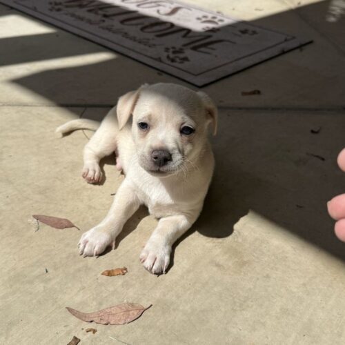 BRUISER