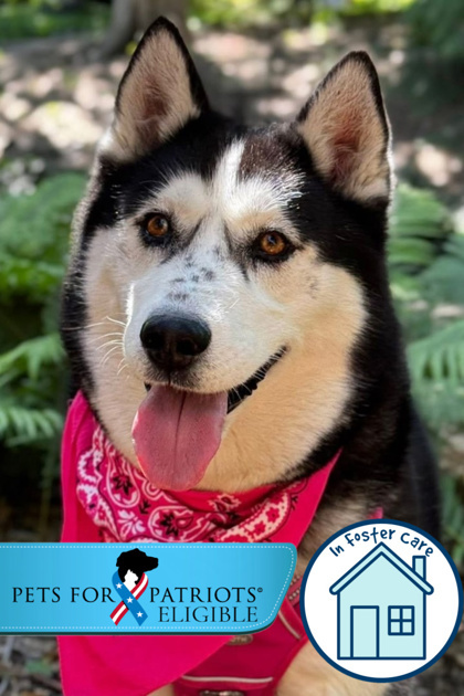 Makila, an adoptable Mixed Breed in Walla Walla, WA, 99362 | Photo Image 1