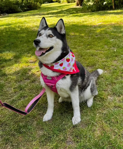 Makila, an adoptable Mixed Breed in Walla Walla, WA, 99362 | Photo Image 2