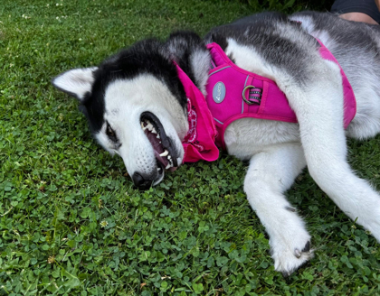 Makila, an adoptable Mixed Breed in Walla Walla, WA, 99362 | Photo Image 3