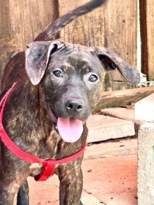CRICKET, Baby Female Labrador Retriever