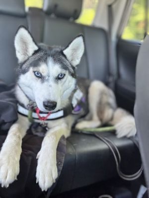 Meiko, Senior Female Siberian Husky