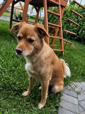 Tucker *, Adult Male unknown