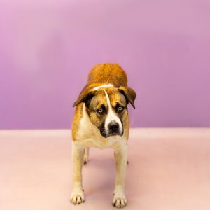 Primary Color Brown Secondary Color White Weight 58lbs Age 2yrs 0mths 1wks Animal has been Spaye