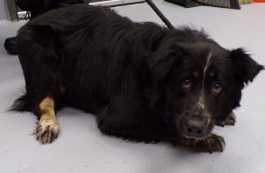 Primary Color Black Secondary Color Tri Color Weight 56lbs Age 2yrs 0mths 2wks Animal has been S