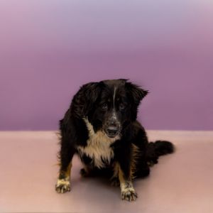 Primary Color Black Secondary Color Tri Color Weight 56lbs Age 2yrs 0mths 3wks Animal has been S