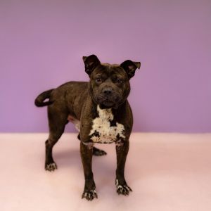 Primary Color Black Weight 53lbs Age 3yrs 0mths 2wks Animal has been Neutered