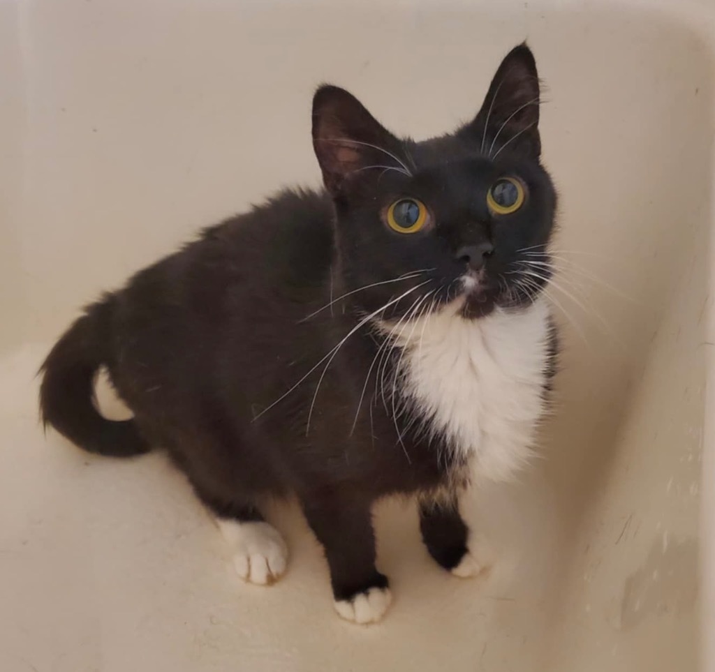 Bellatrix, an adoptable Domestic Short Hair in Gorham, ME, 04038 | Photo Image 1