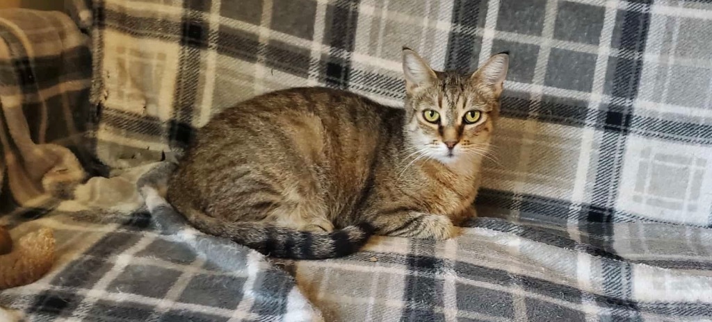 Freckles Penobscot, an adoptable Domestic Short Hair in Gorham, ME, 04038 | Photo Image 1