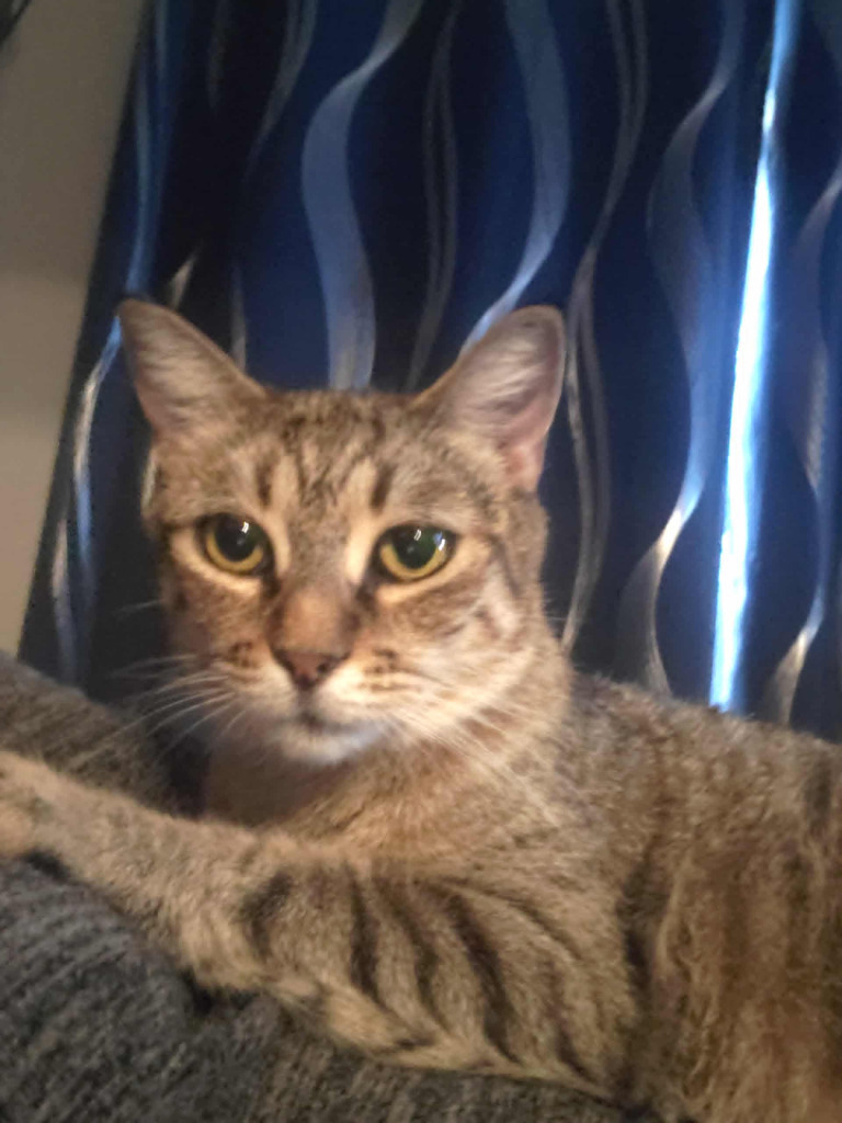 Freckles Penobscot, an adoptable Domestic Short Hair in Gorham, ME, 04038 | Photo Image 2