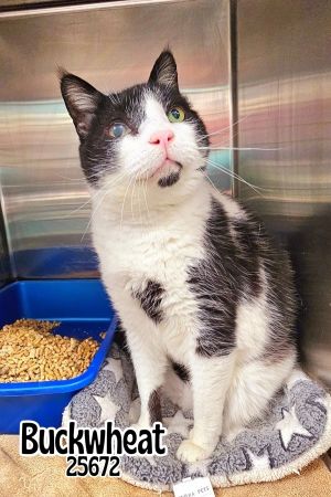 Meet Buckwheat - the purring classic you didnt know you needed This handsome black and white gentl
