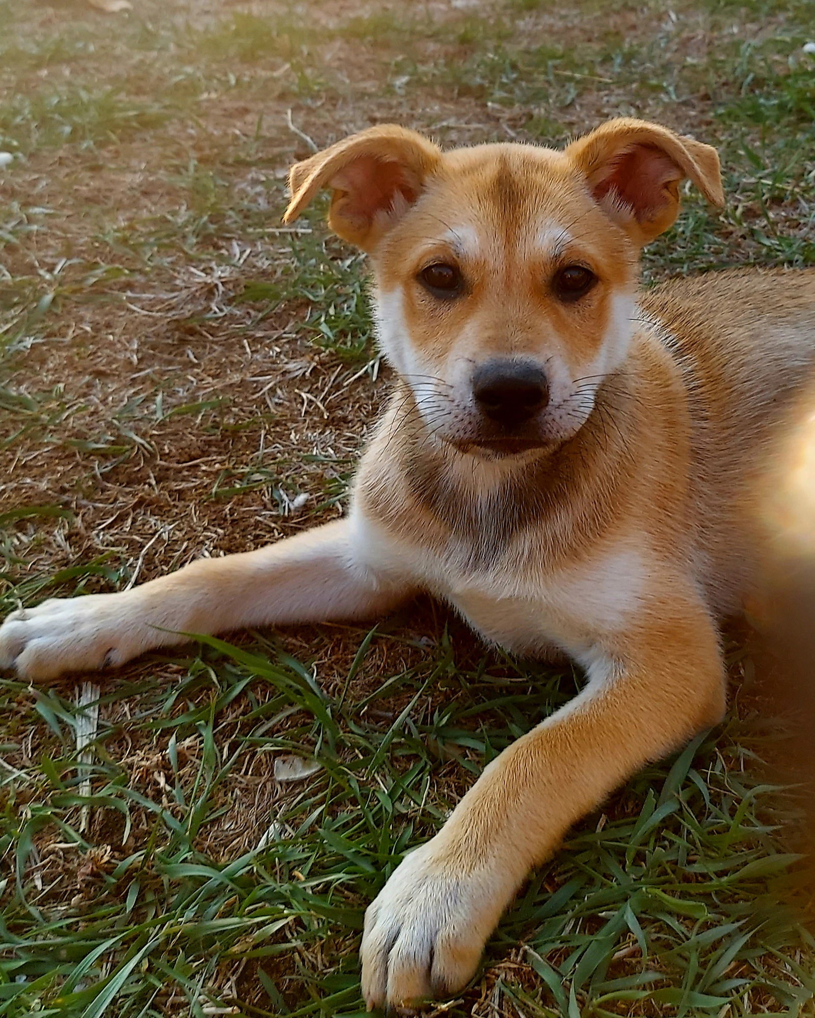 Hazel