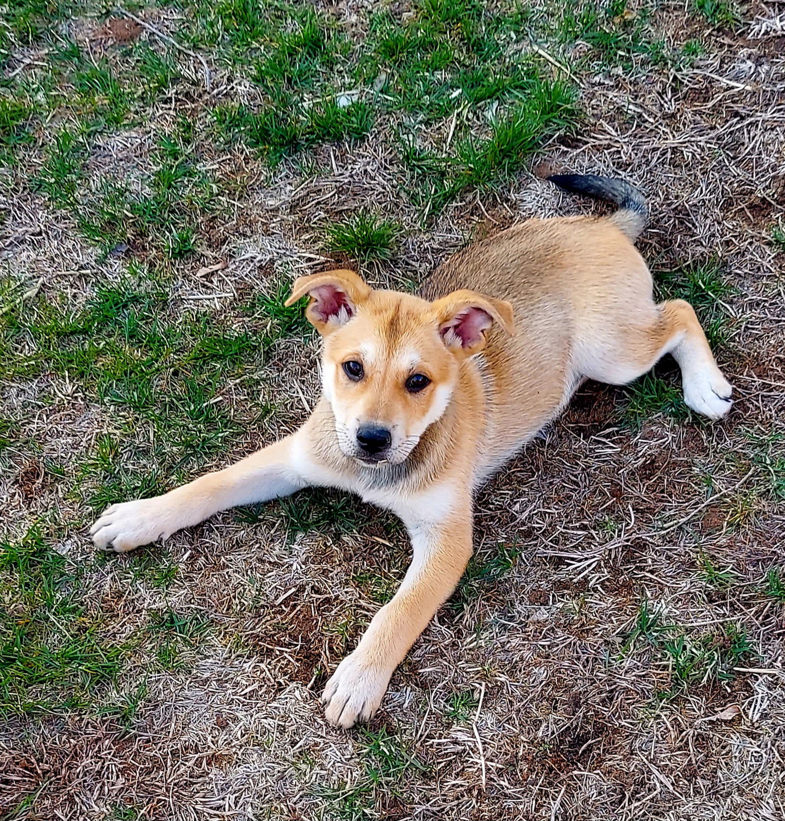 Hazel