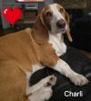 Charli Bea photo 1
