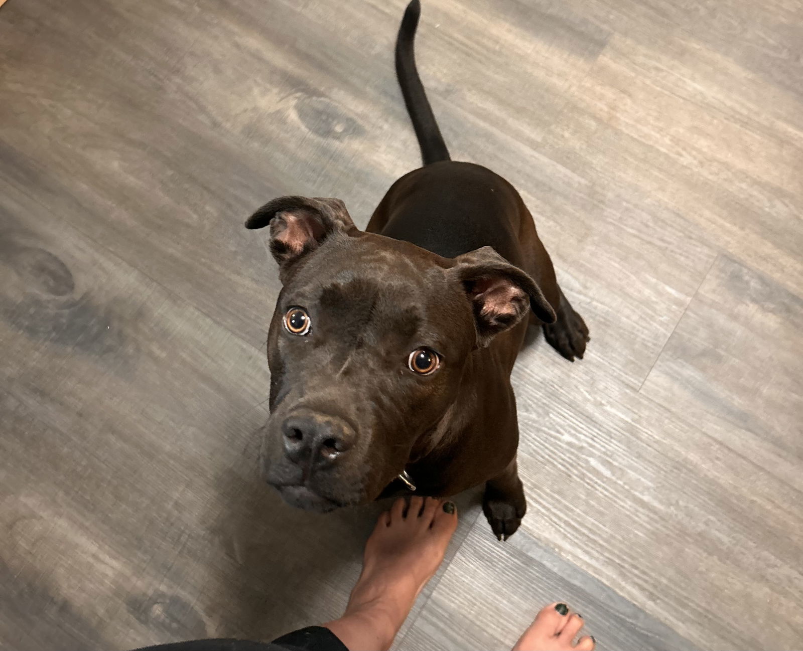 ANNIE, an adoptable American Staffordshire Terrier, Bullmastiff in Holly Springs, NC, 27540 | Photo Image 1