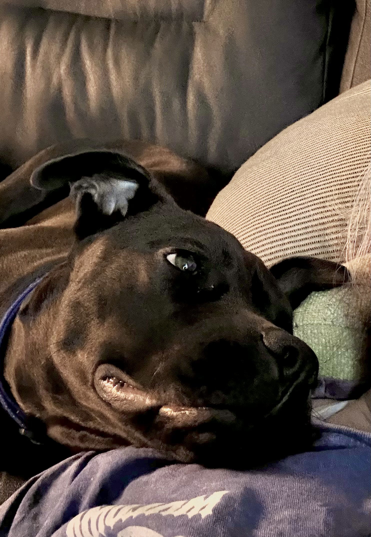 ANNIE, an adoptable American Staffordshire Terrier, Bullmastiff in Holly Springs, NC, 27540 | Photo Image 2