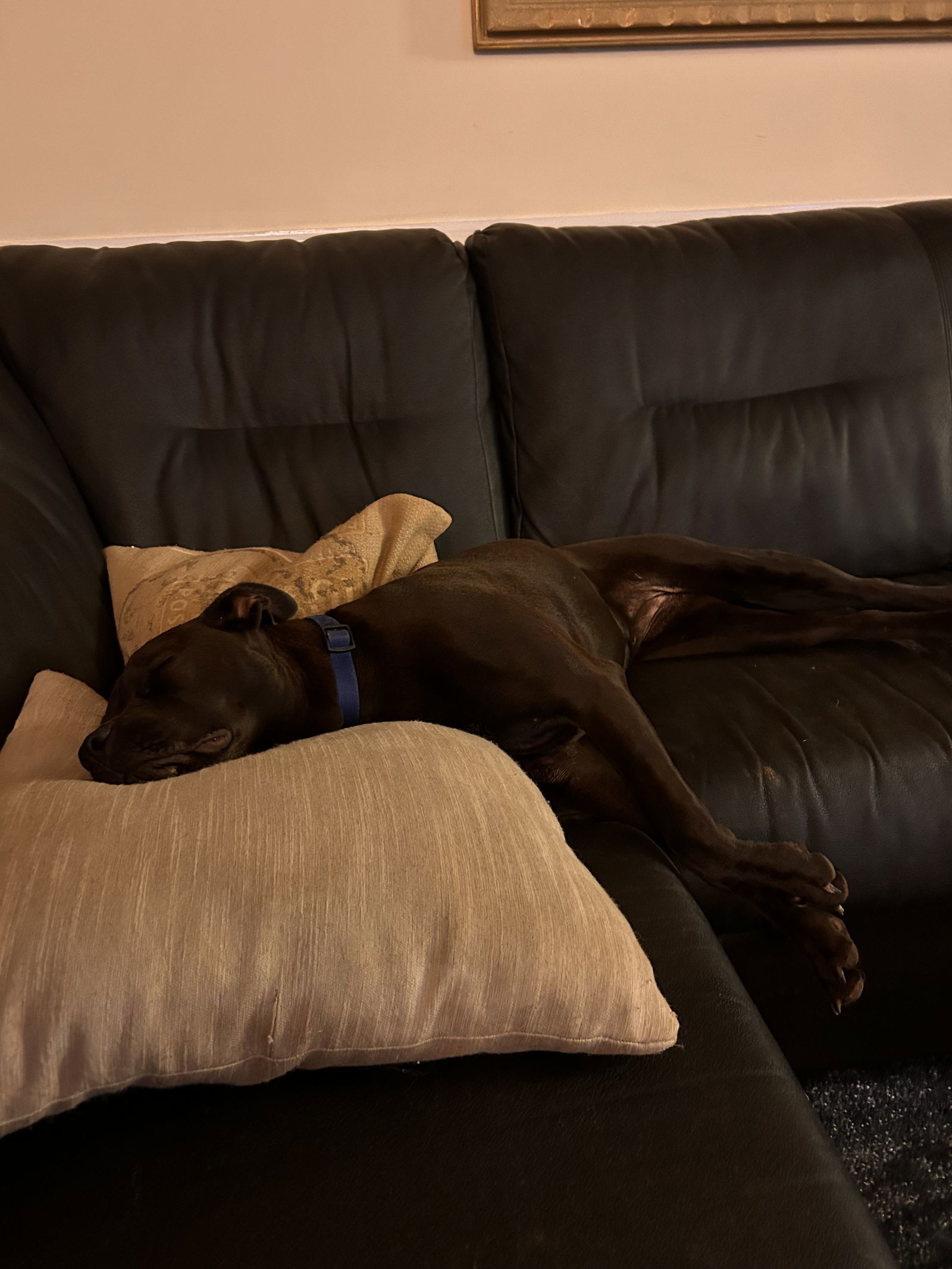 ANNIE, an adoptable American Staffordshire Terrier, Bullmastiff in Holly Springs, NC, 27540 | Photo Image 3