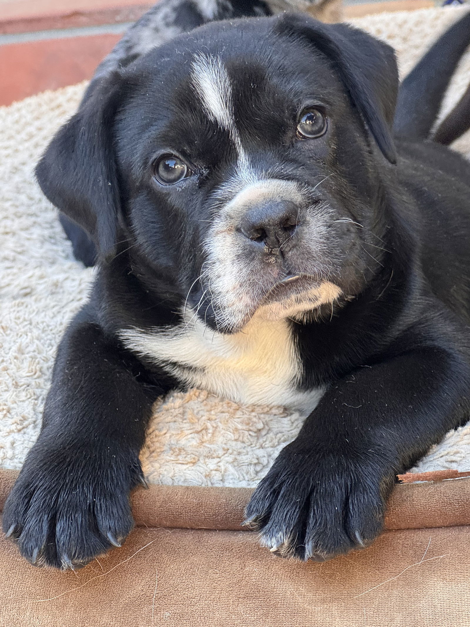 Victor