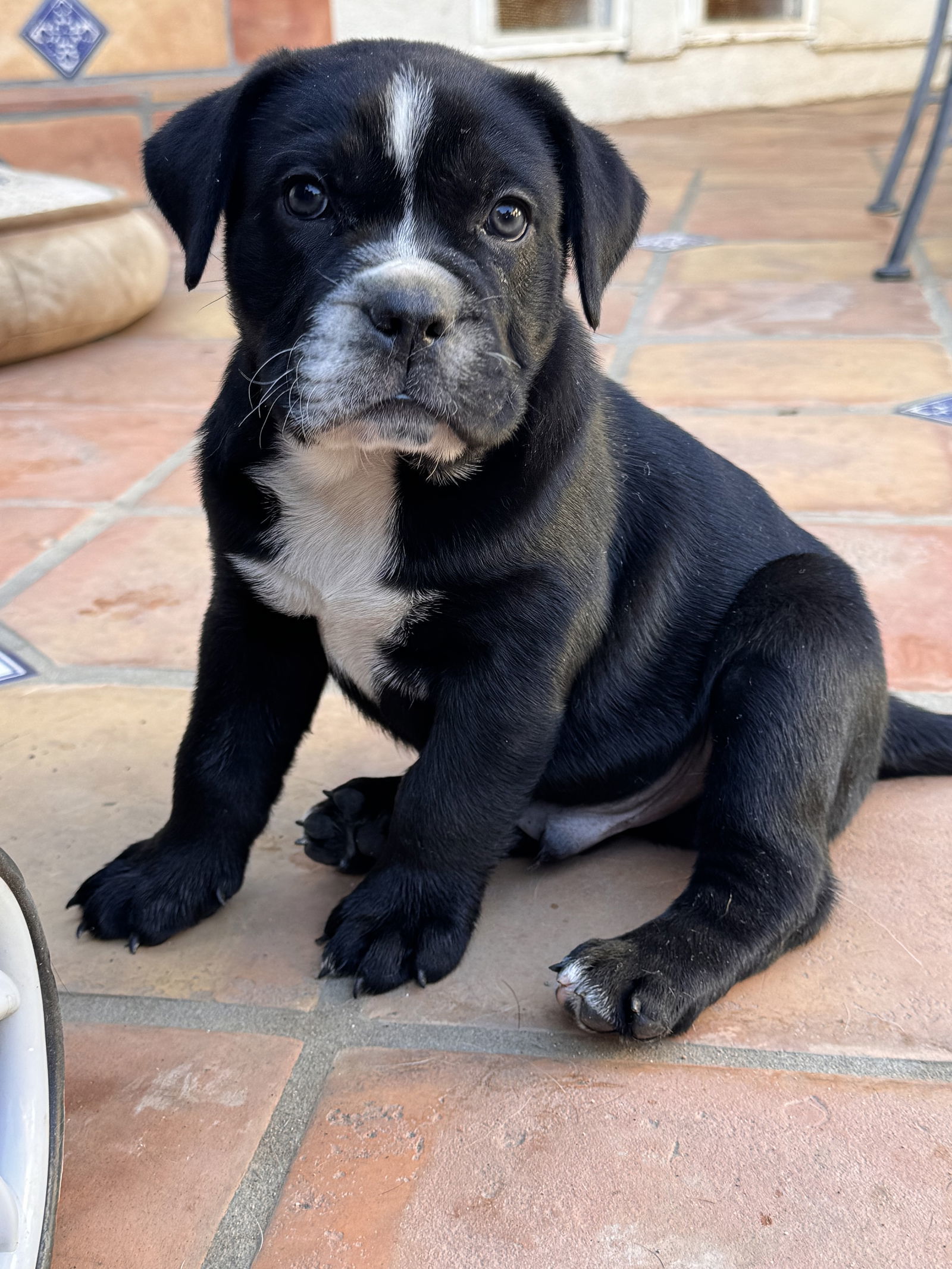 Victor