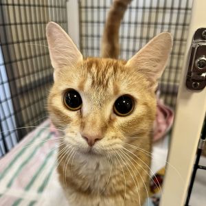 Hi there my name is Penelope an 11 month old spayed female domestic short hair Im a social ad