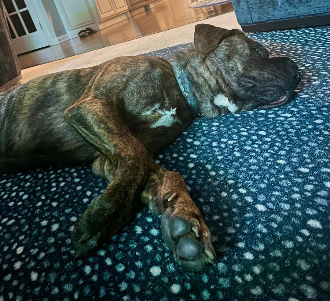 Buddy