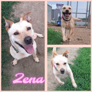 Zena, Adult Female unknown