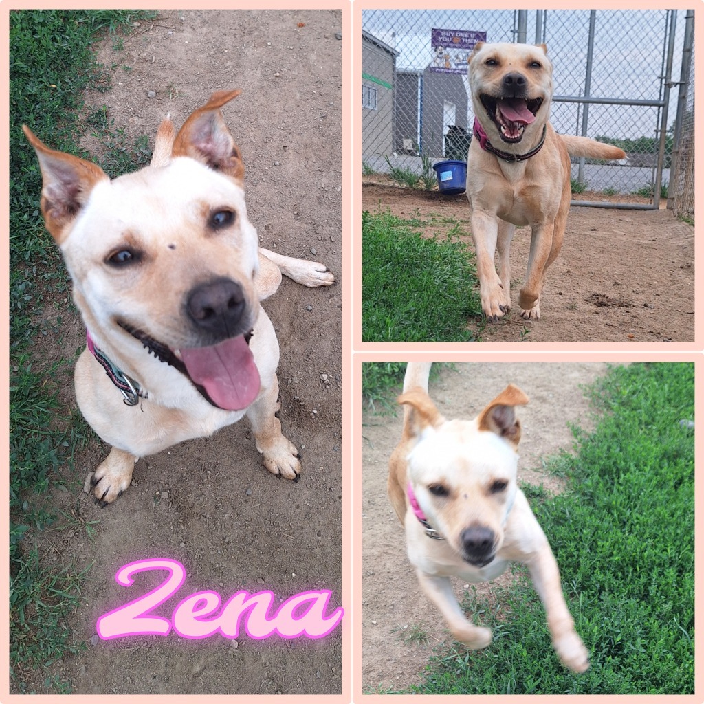 Zena, an adoptable Affenpinscher in Pierceton, IN, 46562 | Photo Image 1