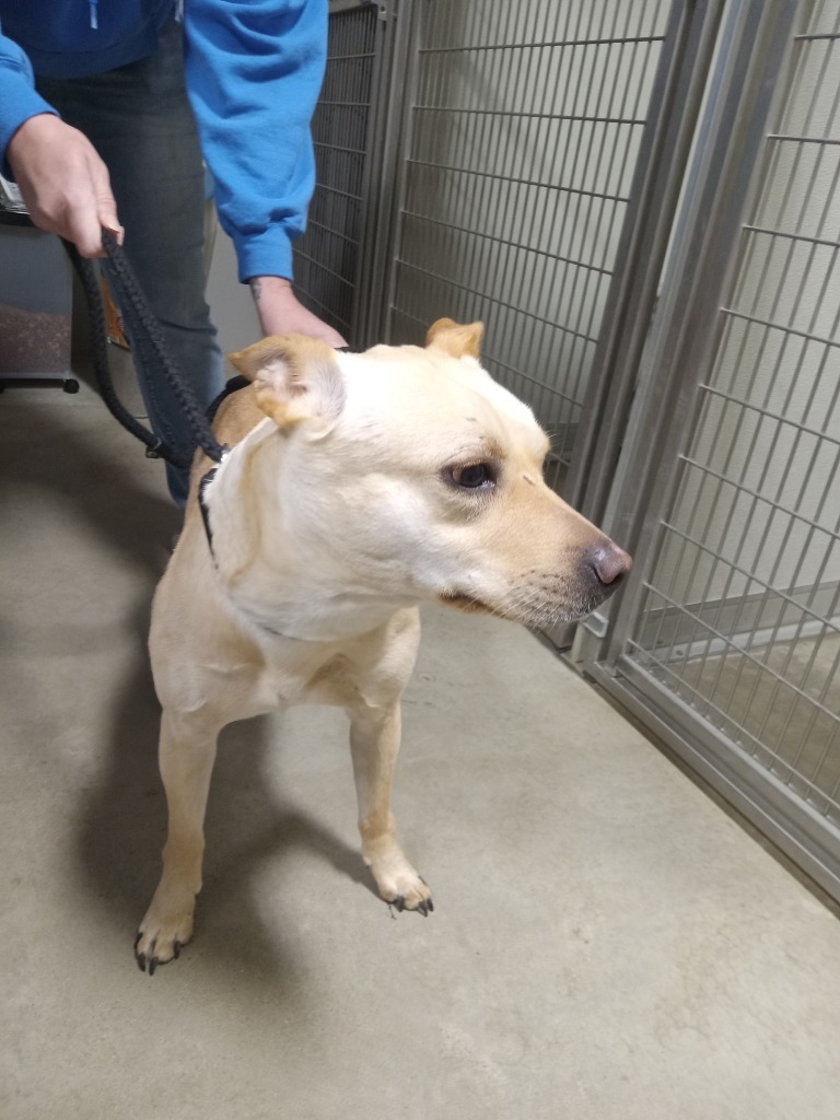 Zena, an adoptable Affenpinscher in Pierceton, IN, 46562 | Photo Image 2