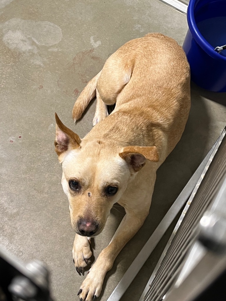 Zena, an adoptable Affenpinscher in Pierceton, IN, 46562 | Photo Image 3