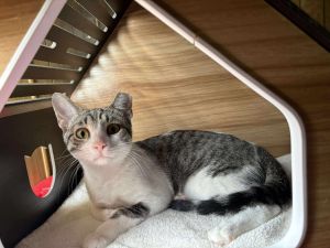 Kenzo Domestic Short Hair Cat