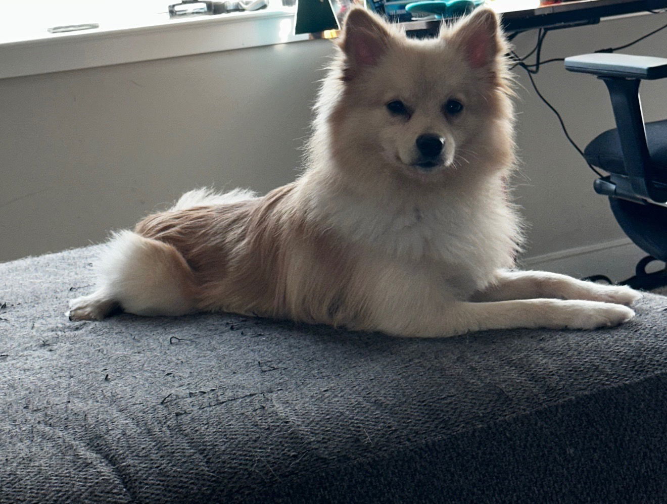 Kash