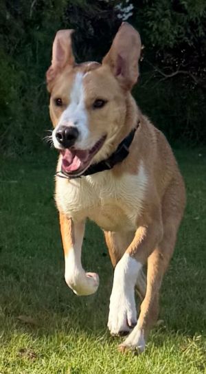 Meet Teddy - Your New Best Friend Teddy is a sweet lovable two-year-old mixed breed with a heart 