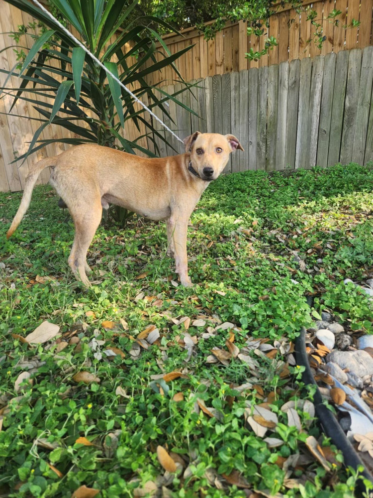Luca