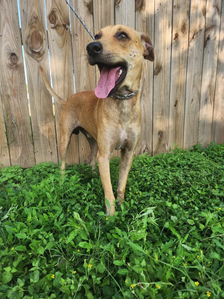 Luca