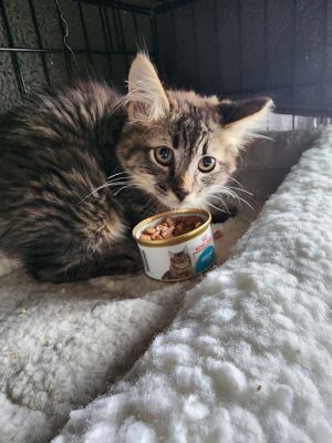 Introducing Meeny A Majestic Coon Mix on a Journey to Trust and Love In the depths of Meenys soulf