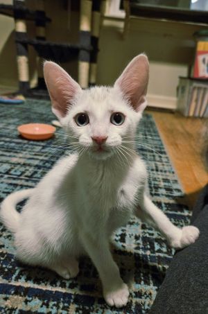 Cillian Murphy, Baby Male Domestic Short Hair