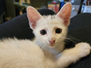 George Clooney, Baby Male Domestic Short Hair