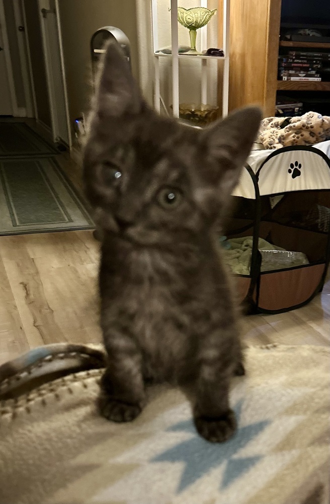 Bert Jr., an adoptable Domestic Short Hair in Moses Lake, WA, 98837 | Photo Image 1