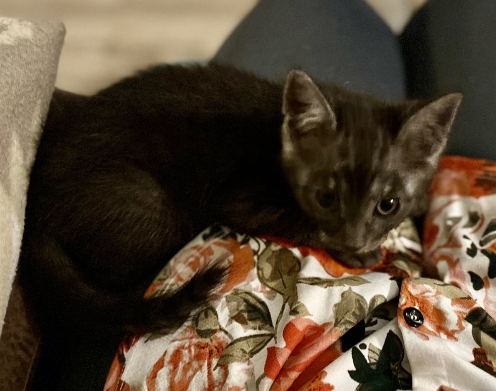 Bert Jr., an adoptable Domestic Short Hair in Moses Lake, WA, 98837 | Photo Image 2