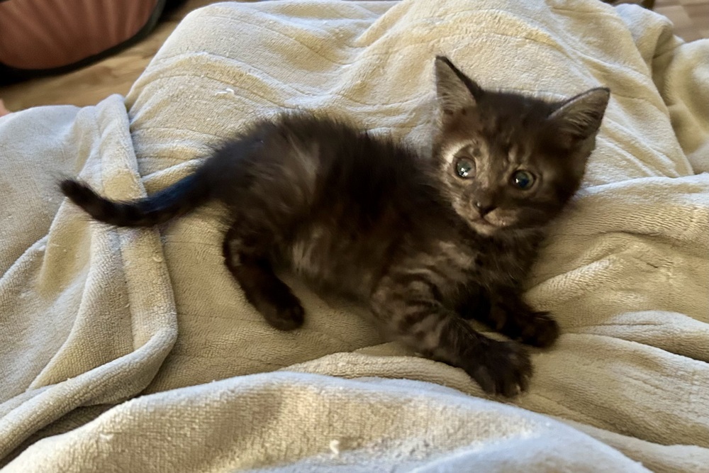 Bert Jr., an adoptable Domestic Short Hair in Moses Lake, WA, 98837 | Photo Image 3