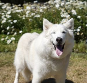 Marley, Senior Male unknown