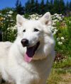 Marley photo 2