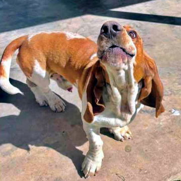 ROSCOE - ADOPTION PENDING! 2