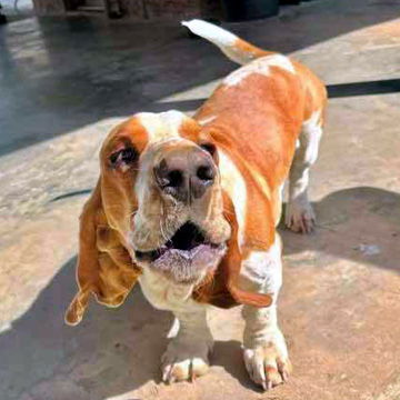 ROSCOE - ADOPTION PENDING! 3