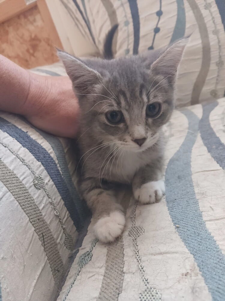 Aggie