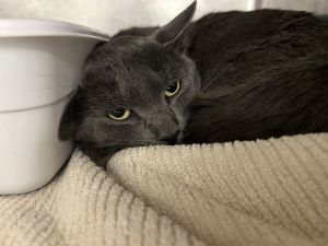 Remi, Adult Male Domestic Short Hair