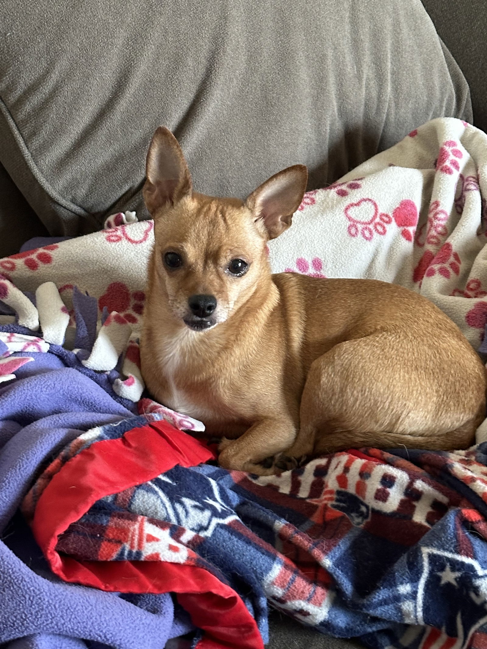 Coco Bean OS