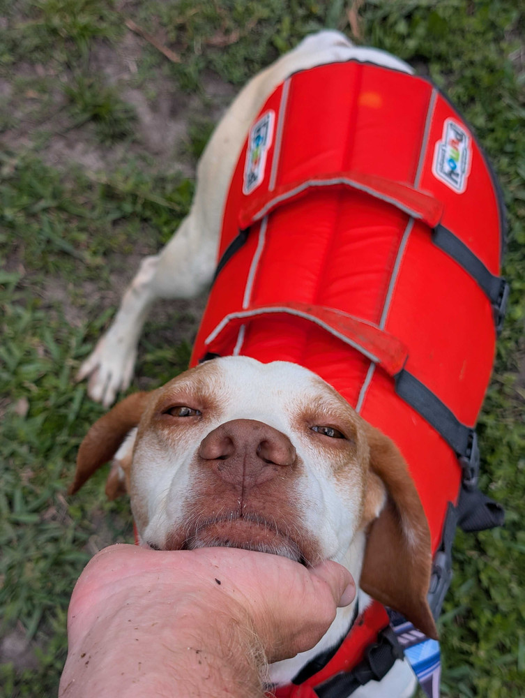 Merle