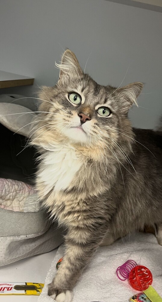 Harry Styles, an adoptable Domestic Long Hair in Trenton, ME, 04605 | Photo Image 1