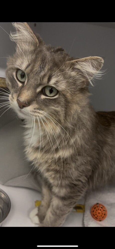 Harry Styles, an adoptable Domestic Long Hair in Trenton, ME, 04605 | Photo Image 2